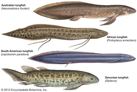 dipnoi fish|Dipnoi: Distribution, Structure and Evidence .